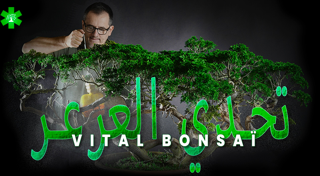 تحدي العرعر مع Vital Bonsaï