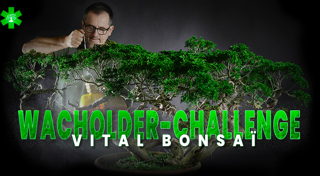 Juniperus-Herausforderung mit Vital Bonsaï