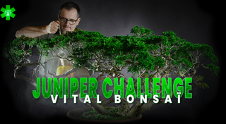 Juniperus Challenge with Vital Bonsaï