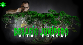 Desafío Juniperus con Vital Bonsaï