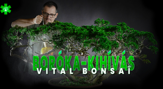 Juniperus kihívás a Vital Bonsaï-val