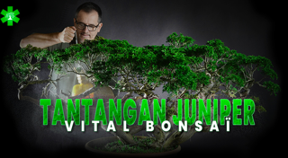 Tantangan Juniperus dengan Vital Bonsaï