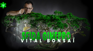 Sfida Juniperus con Vital Bonsaï
