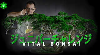 ジュニペルスチャレンジ with Vital Bonsaï