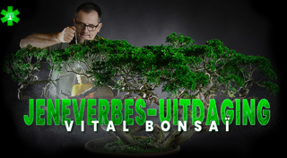 Juniperus-uitdaging met Vital Bonsaï