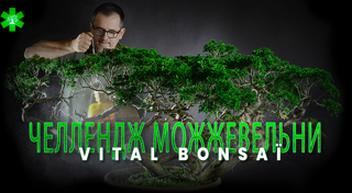 Вызов можжевельника с Vital Bonsaï