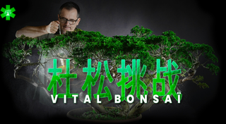 杜松挑战与Vital Bonsaï